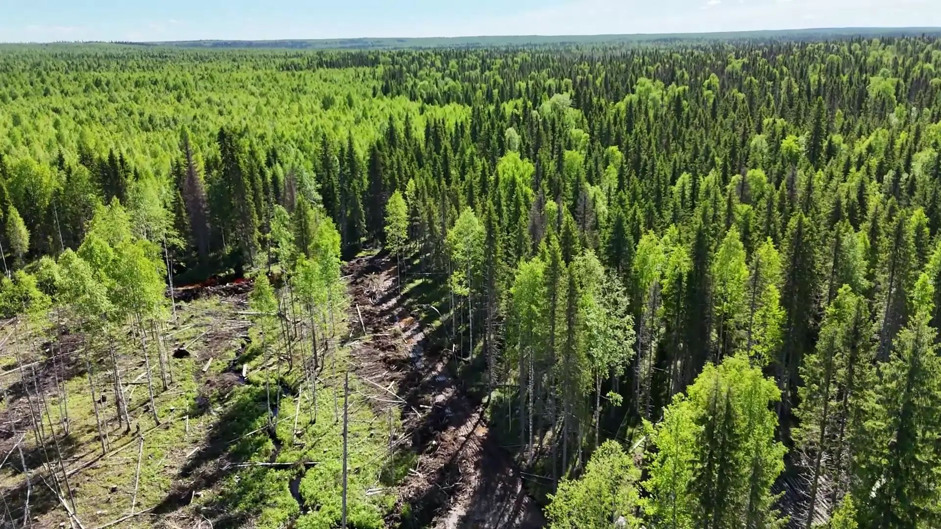 Вырубка и волок у кромки леса, вид с дрона
