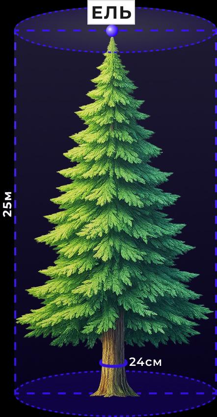Схема разметки дерева — координаты, диаметр, порода